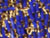 Cobalt