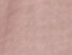 Bermuda Sands