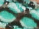 Teal Snake