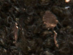 Carbon