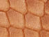 Tan Snake