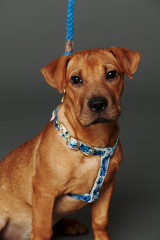 Tie Dye Canvas Harness