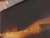 Purple / Tortoise